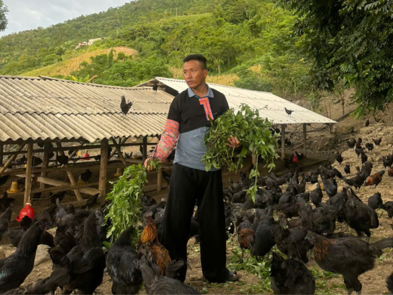 Kỹ thuật nuôi gà H’Mông từ A–Z cho người mới
