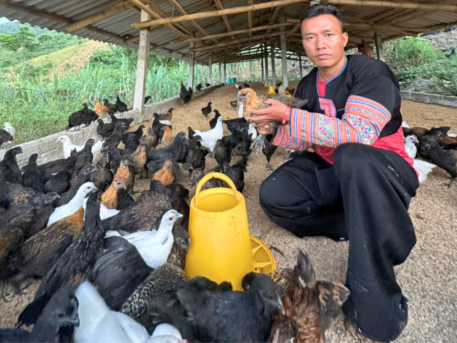A Lứa chăm sóc đàn gà H’Mông đen trong chuồng