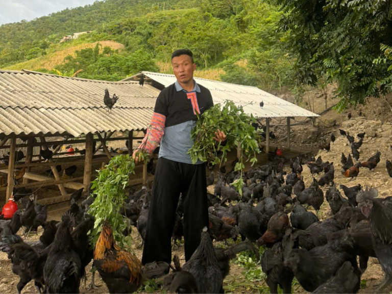 Lịch chăm sóc gà con trong 7 ngày đầu
