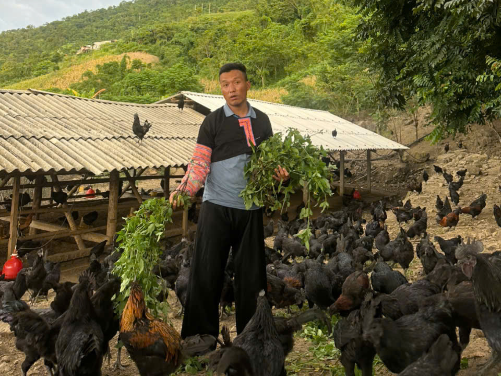 Lịch chăm sóc gà con trong 7 ngày đầu