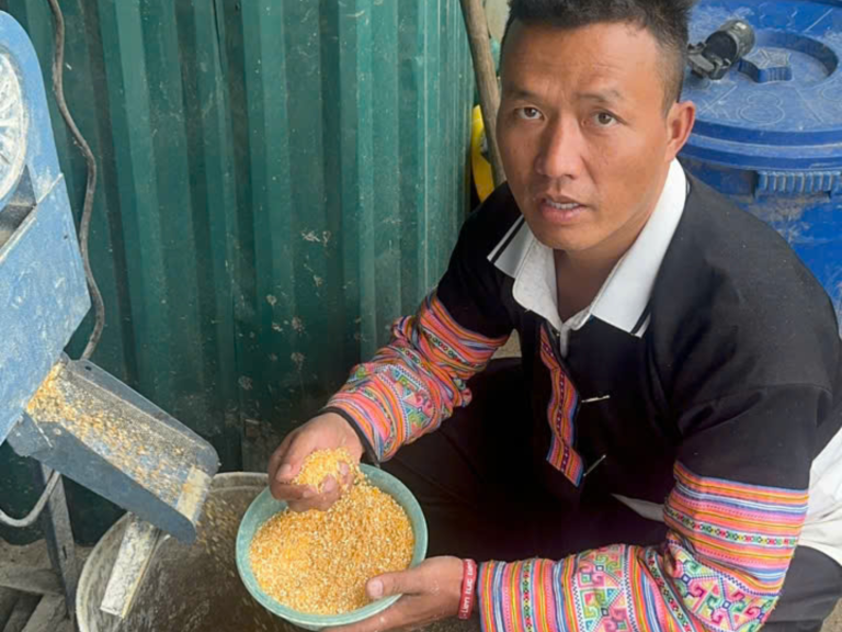 Gà H’Mông ăn gì? Nguyên tắc phối hợp thức ăn