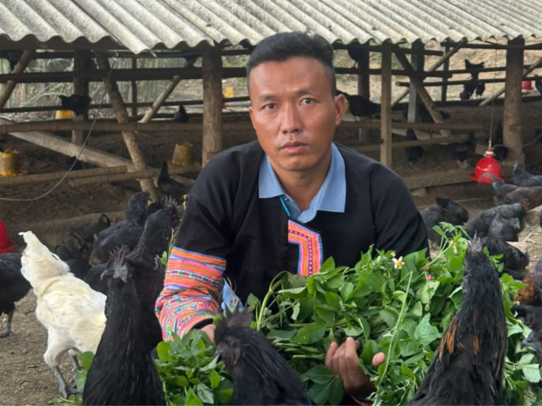 Lập kế hoạch mô hình nuôi gà H’Mông quy mô nhỏ