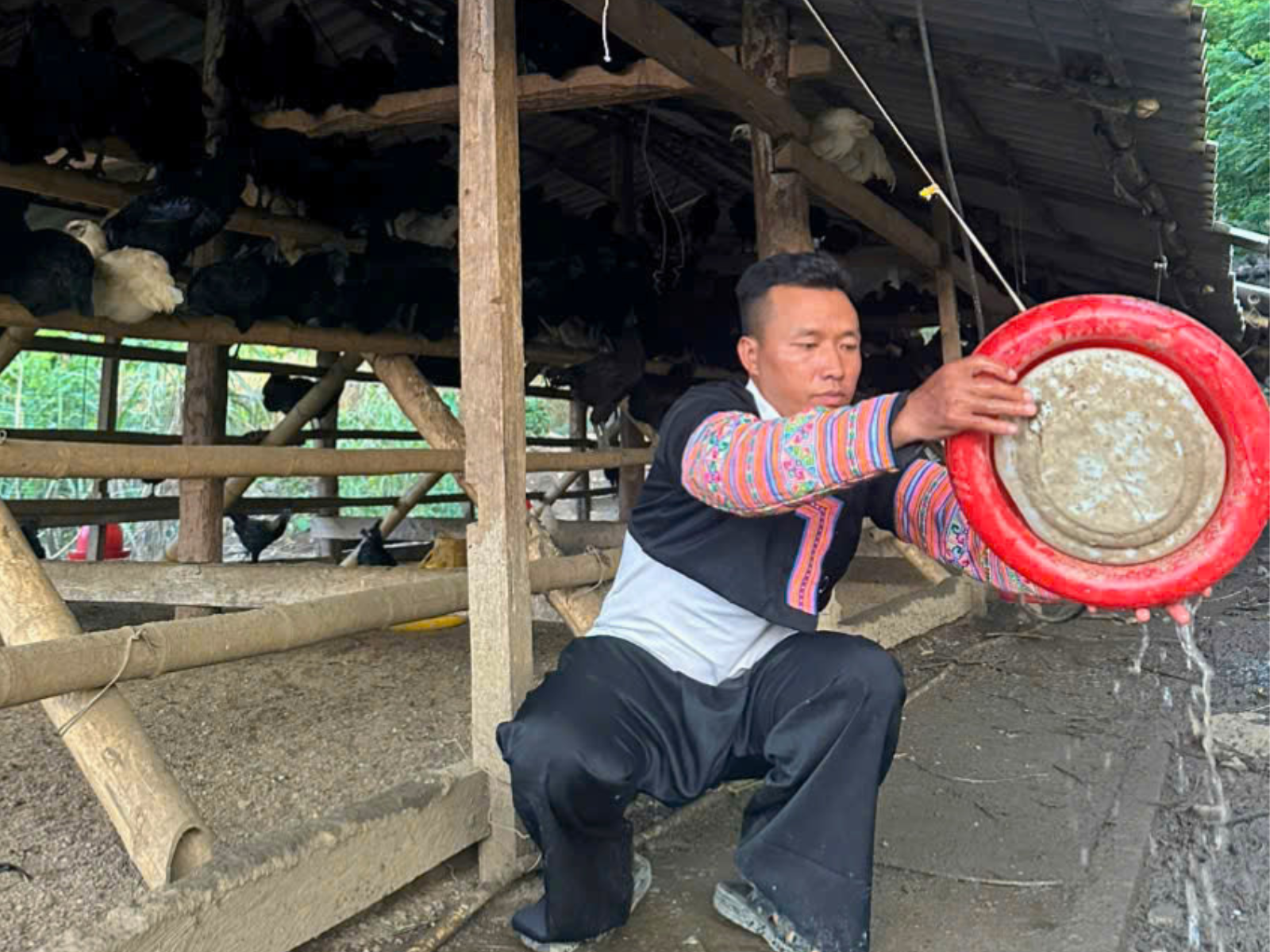 Cách giảm hao hụt khi úm gà con H’Mông