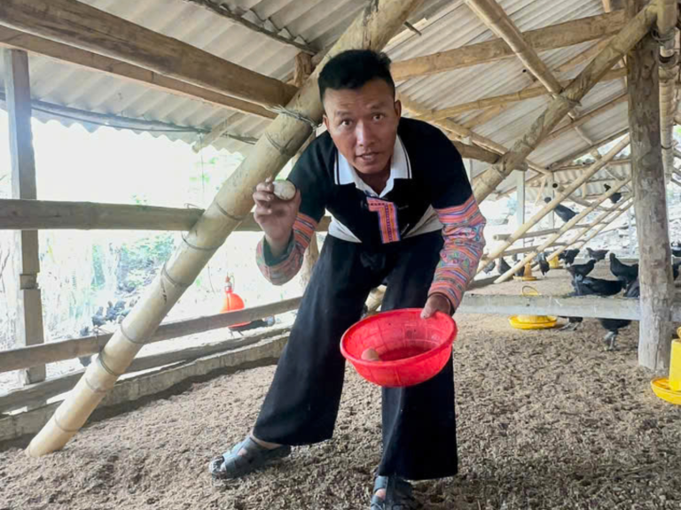 Cách tính vốn nuôi gà H’Mông trước khi nhập giống