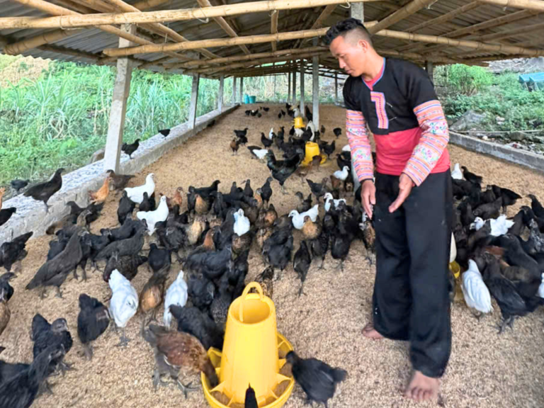 Đặc điểm gà H’Mông đen khỏe và phù hợp để nuôi