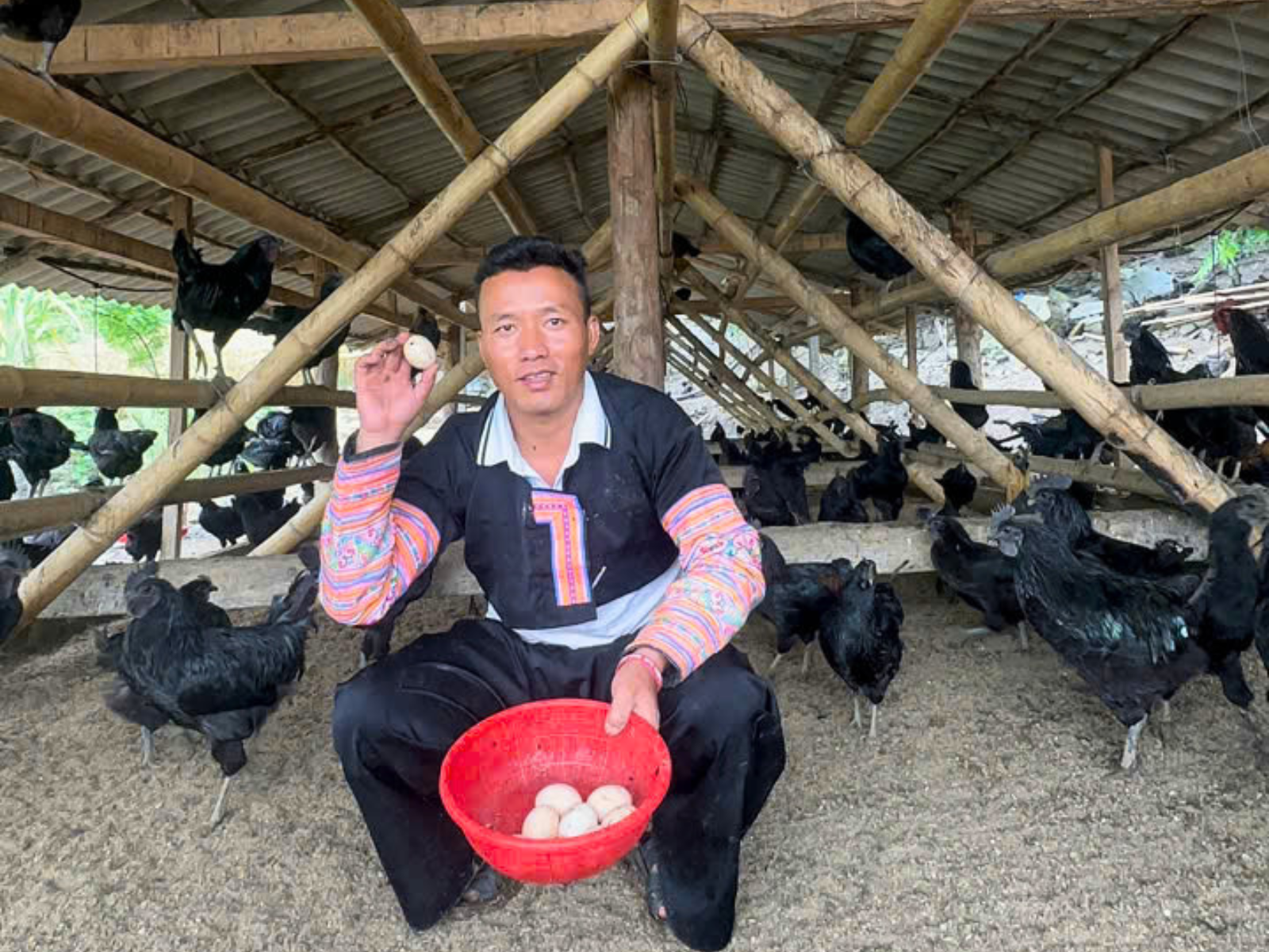 Vệ sinh và quản lý chất độn chuồng gà