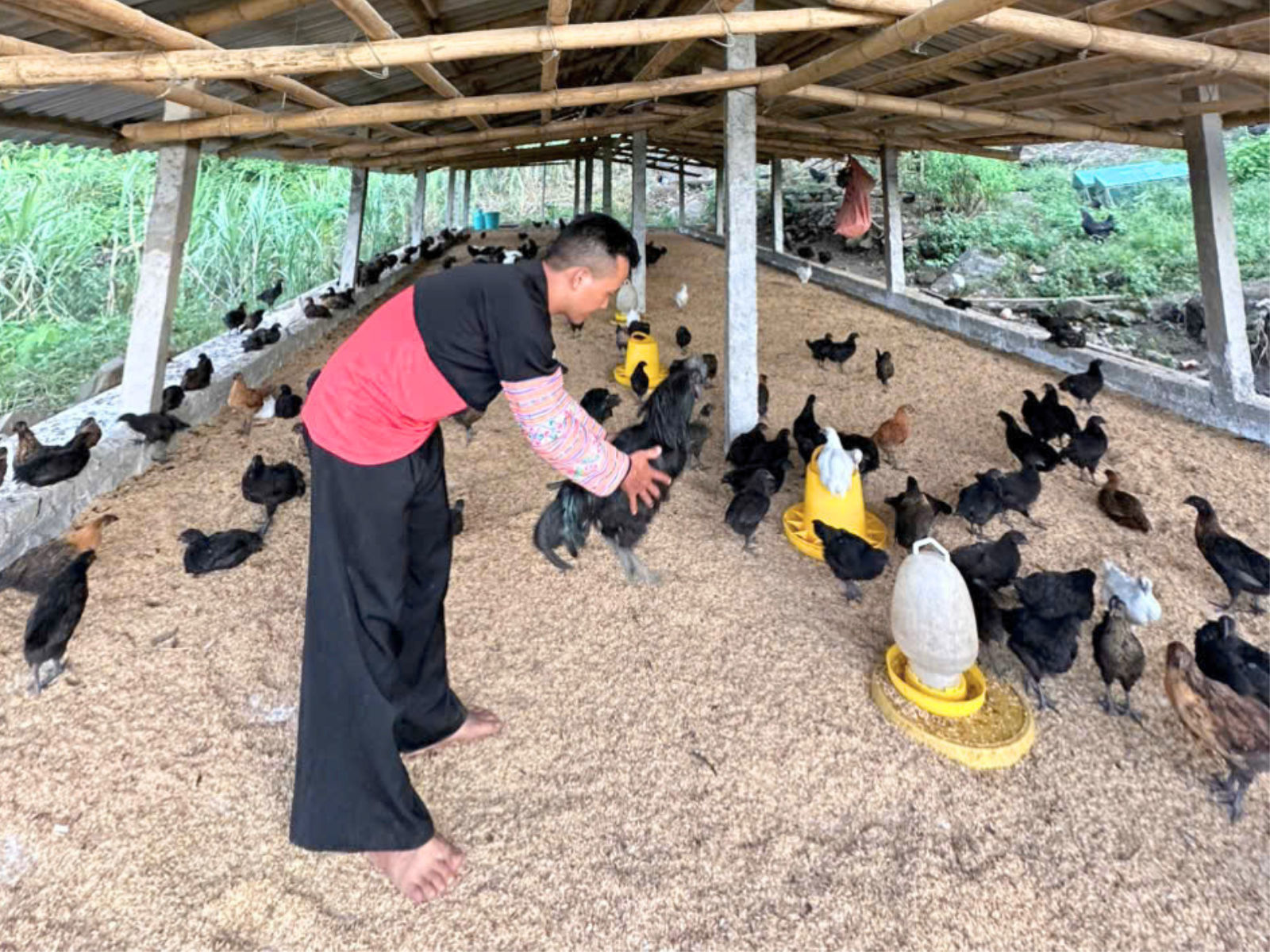 Quản lý khu thả vườn cho gà H’Mông