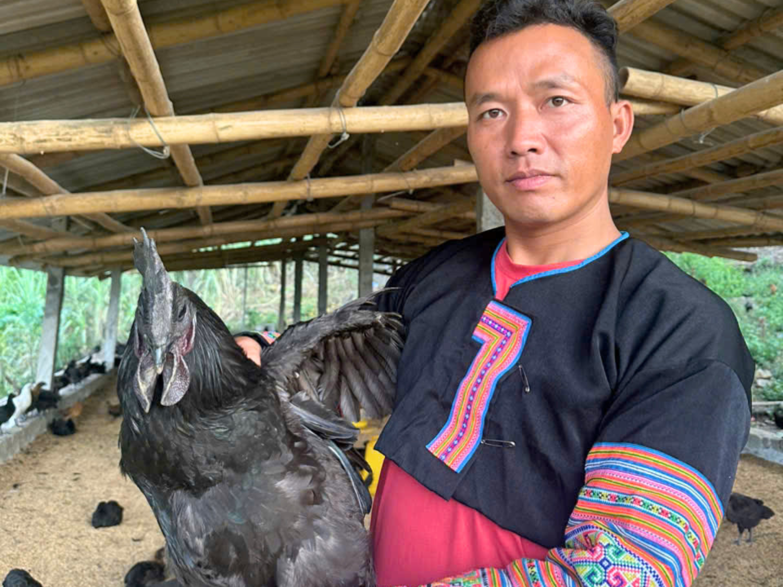A Lứa nuôi gà H’Mông đen trên đồi