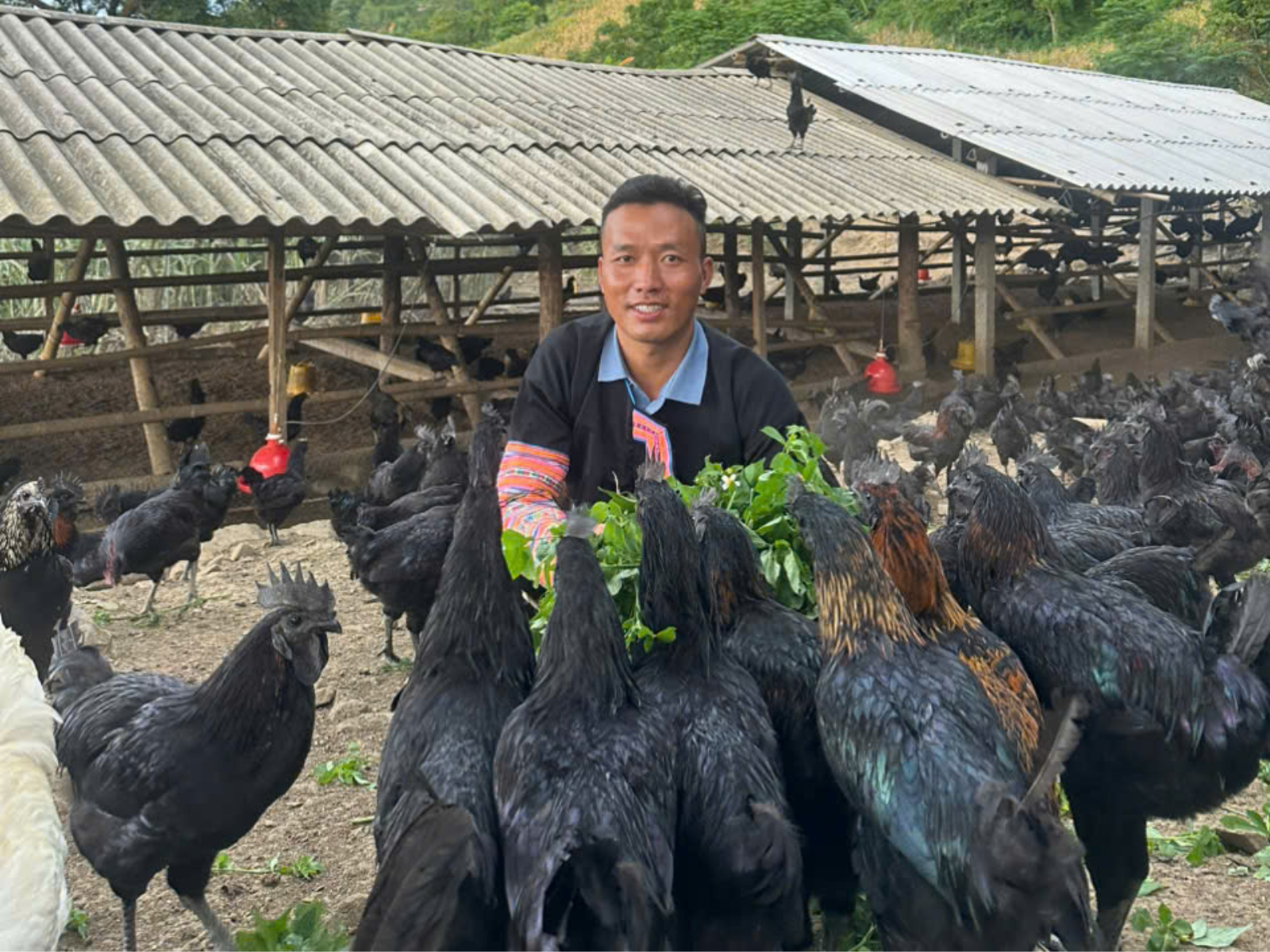 Mật độ và thông thoáng chuồng gà điều chỉnh thế nào?