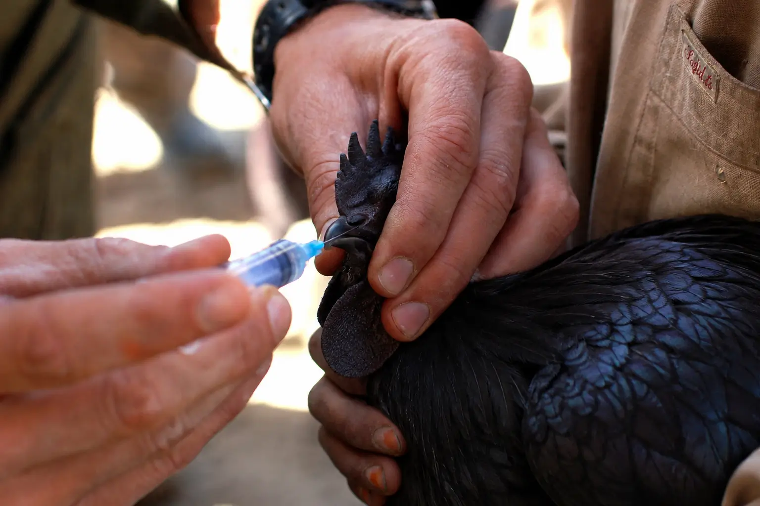 Lập kế hoạch vaccine cho đàn gà như thế nào?